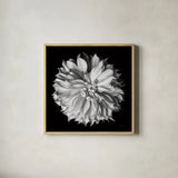 Dahlia II BW by Debra Van Swearingen. Shown in a natural wood glass frame for a timeless modern aesthetic. Available as an archival giclee rolled canvas, fine art paper, or poster print. SKU 89723a.