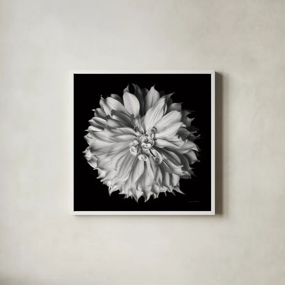 Dahlia II BW by Debra Van Swearingen. Shown in a crisp white glass frame for a clean and minimalist style. Available as an archival giclee rolled canvas, fine art paper, or poster print. SKU 89723a.