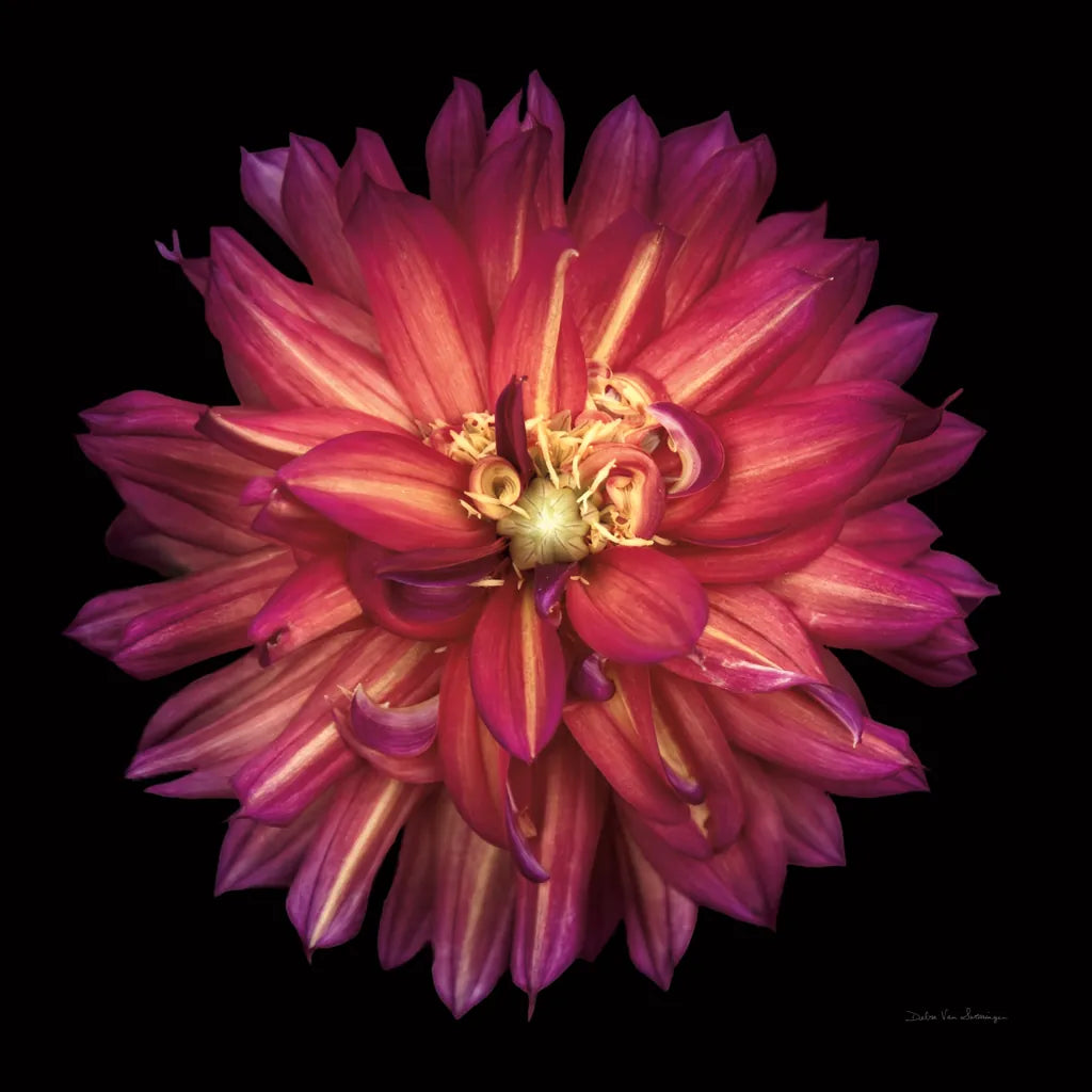 Dahlia III by Debra Van Swearingen. SKU 89718a. Archival Giclee Fine art print for wall decor.