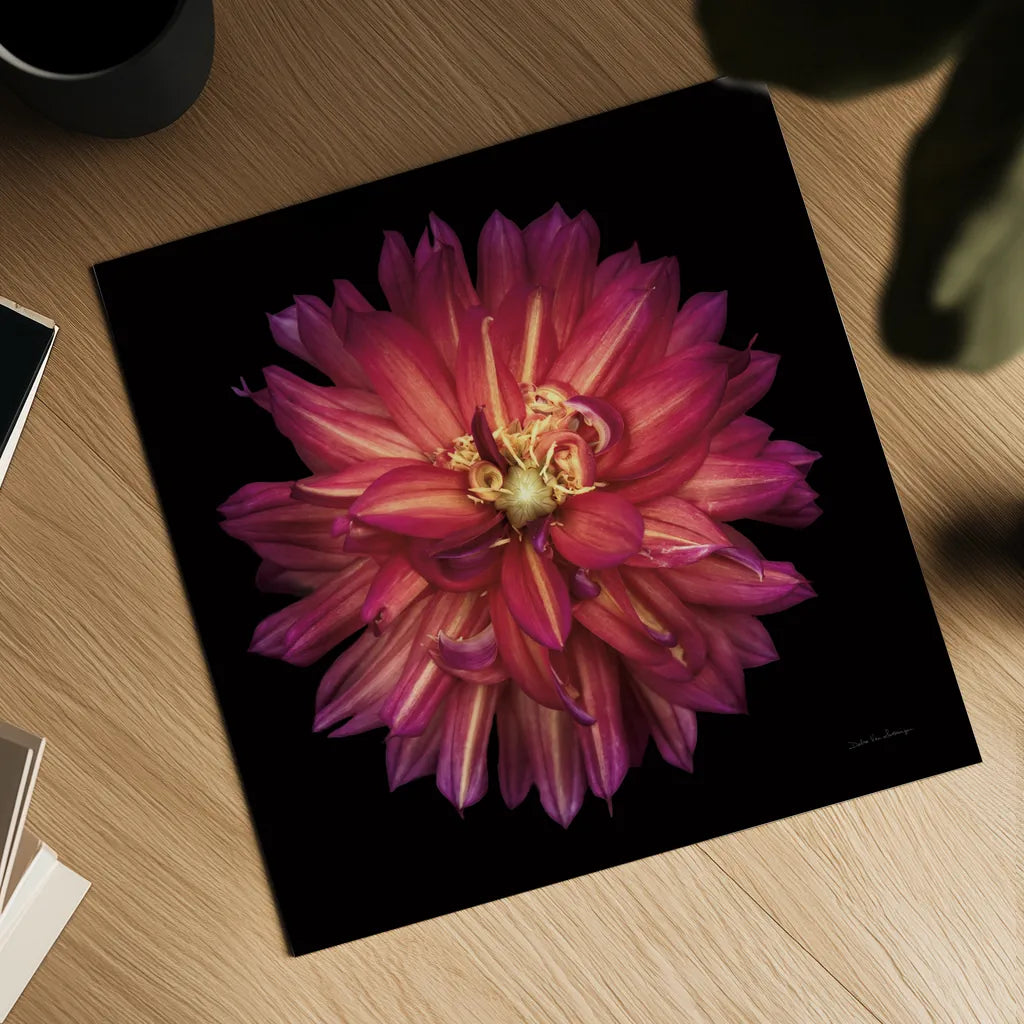 Dahlia III by Debra Van Swearingen. Shown as a detailed flat fine art print, highlighting archival giclee quality. Available as an archival giclee rolled canvas, fine art paper, or poster print. SKU 89718a.