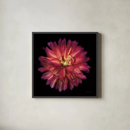 Dahlia III by Debra Van Swearingen. Shown in a sleek black glass frame for a contemporary gallery look. Available as an archival giclee rolled canvas, fine art paper, or poster print. SKU 89718a.