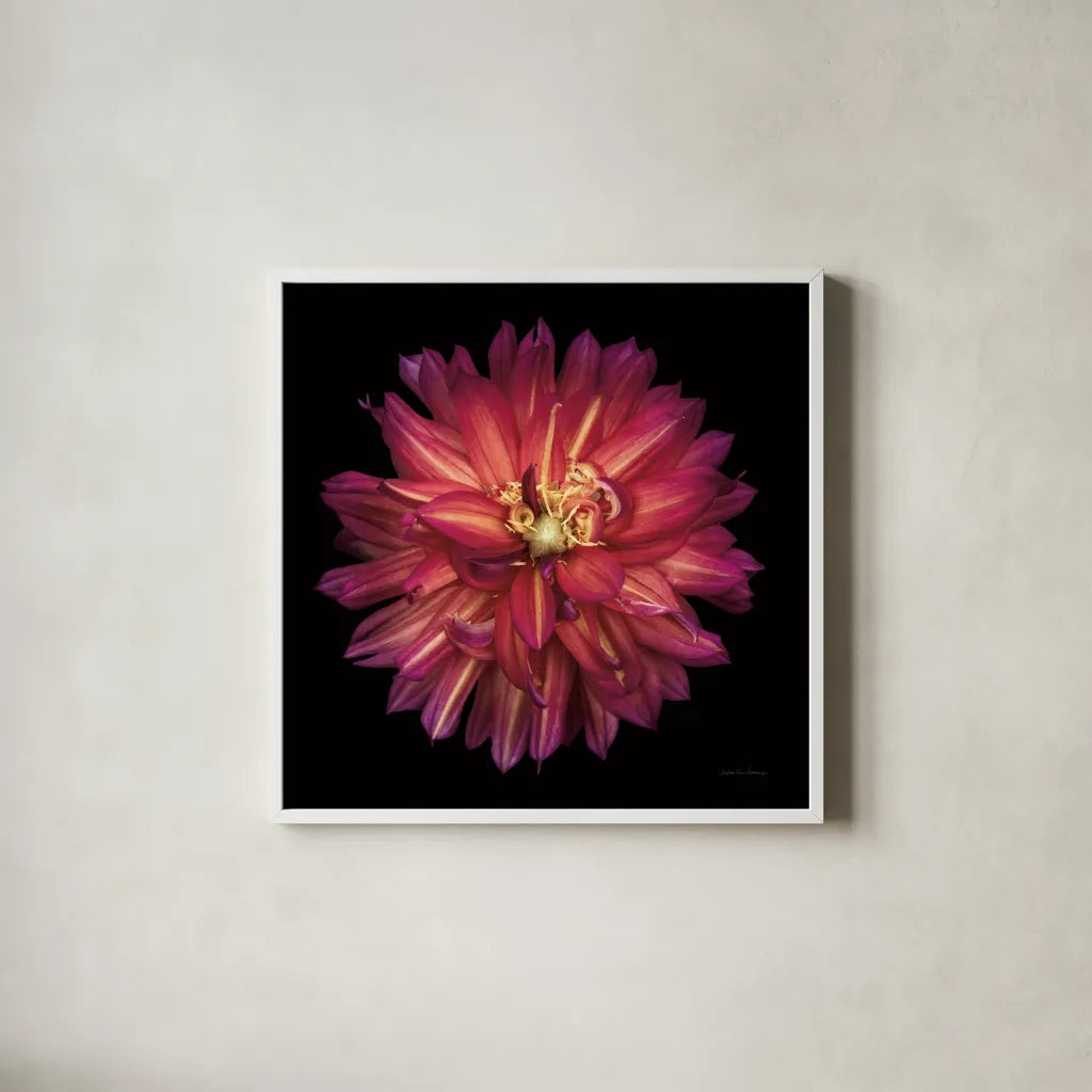 Dahlia III by Debra Van Swearingen. Shown in a crisp white glass frame for a clean and minimalist style. Available as an archival giclee rolled canvas, fine art paper, or poster print. SKU 89718a.