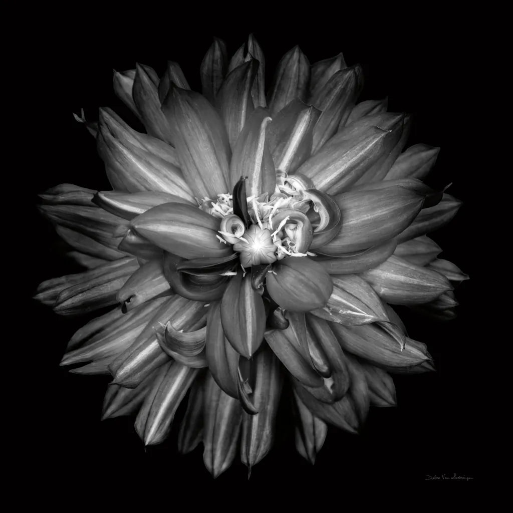 Dahlia III BW by Debra Van Swearingen. SKU 89724a. Archival Giclee Fine art print for wall decor.