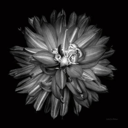 Dahlia III BW by Debra Van Swearingen. SKU 89724a. Archival Giclee Fine art print for wall decor.