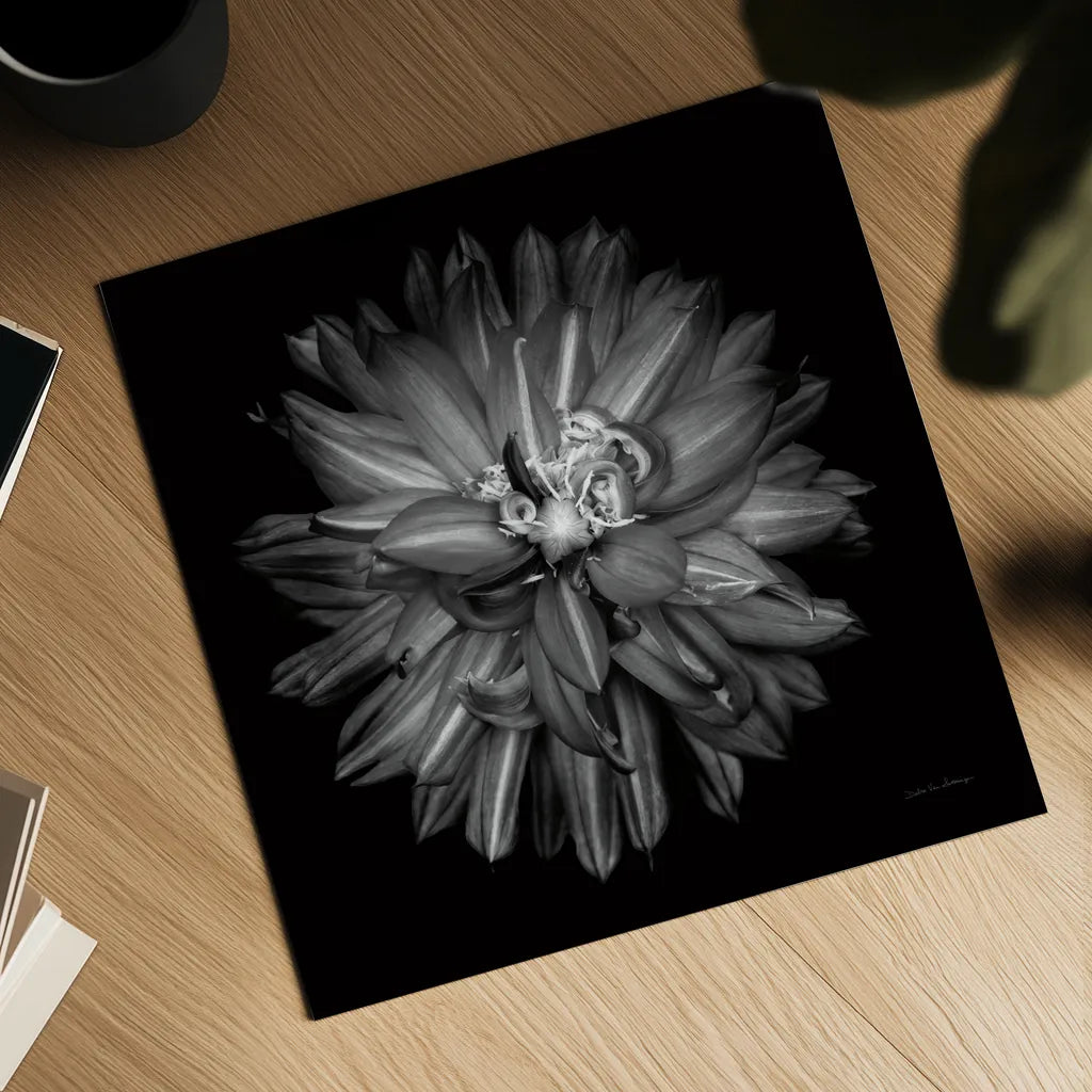 Dahlia III BW by Debra Van Swearingen. Shown as a detailed flat fine art print, highlighting archival giclee quality. Available as an archival giclee rolled canvas, fine art paper, or poster print. SKU 89724a.