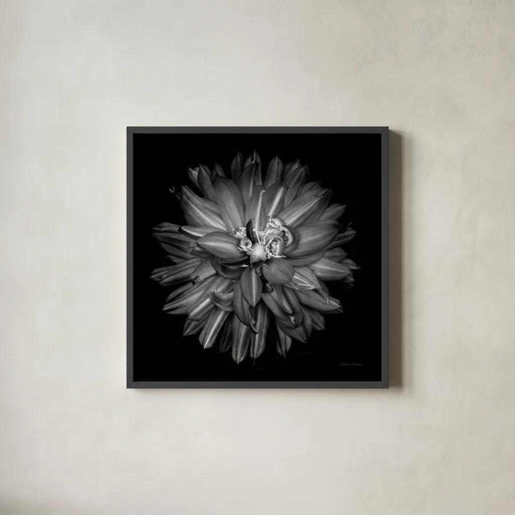 Dahlia III BW by Debra Van Swearingen. Shown in a sleek black glass frame for a contemporary gallery look. Available as an archival giclee rolled canvas, fine art paper, or poster print. SKU 89724a.