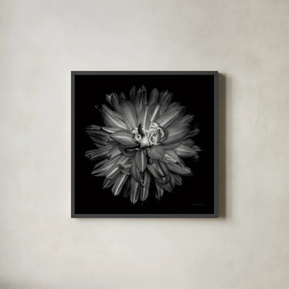 Dahlia III BW by Debra Van Swearingen. Shown in a sleek black glass frame for a contemporary gallery look. Available as an archival giclee rolled canvas, fine art paper, or poster print. SKU 89724a.