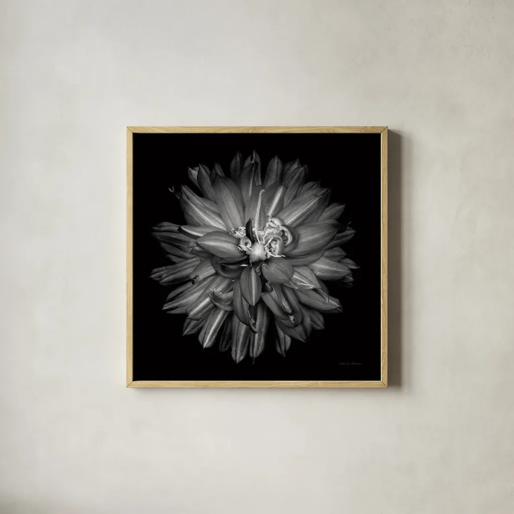 Dahlia III BW by Debra Van Swearingen. Shown in a natural wood glass frame for a timeless modern aesthetic. Available as an archival giclee rolled canvas, fine art paper, or poster print. SKU 89724a.