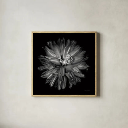 Dahlia III BW by Debra Van Swearingen. Shown in a natural wood glass frame for a timeless modern aesthetic. Available as an archival giclee rolled canvas, fine art paper, or poster print. SKU 89724a.