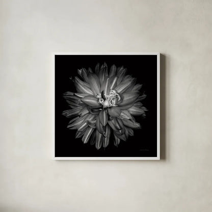 Dahlia III BW by Debra Van Swearingen. Shown in a crisp white glass frame for a clean and minimalist style. Available as an archival giclee rolled canvas, fine art paper, or poster print. SKU 89724a.