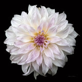 Dahlia IV by Debra Van Swearingen. SKU 89719a. Archival Giclee Fine art print for wall decor.