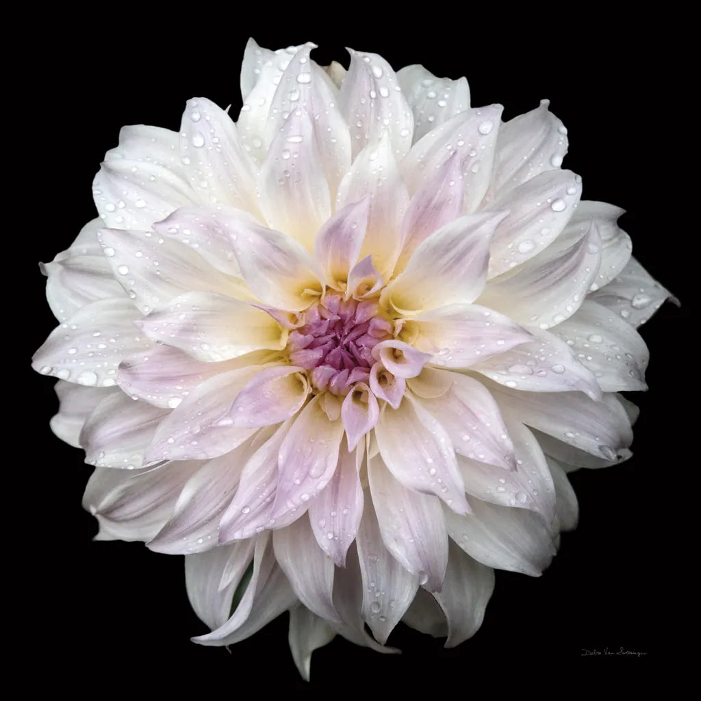 Dahlia IV by Debra Van Swearingen. SKU 89719a. Archival Giclee Fine art print for wall decor.