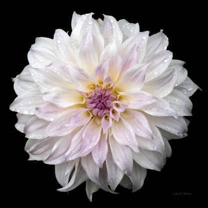 Dahlia IV by Debra Van Swearingen. SKU 89719a. Archival Giclee Fine art print for wall decor.