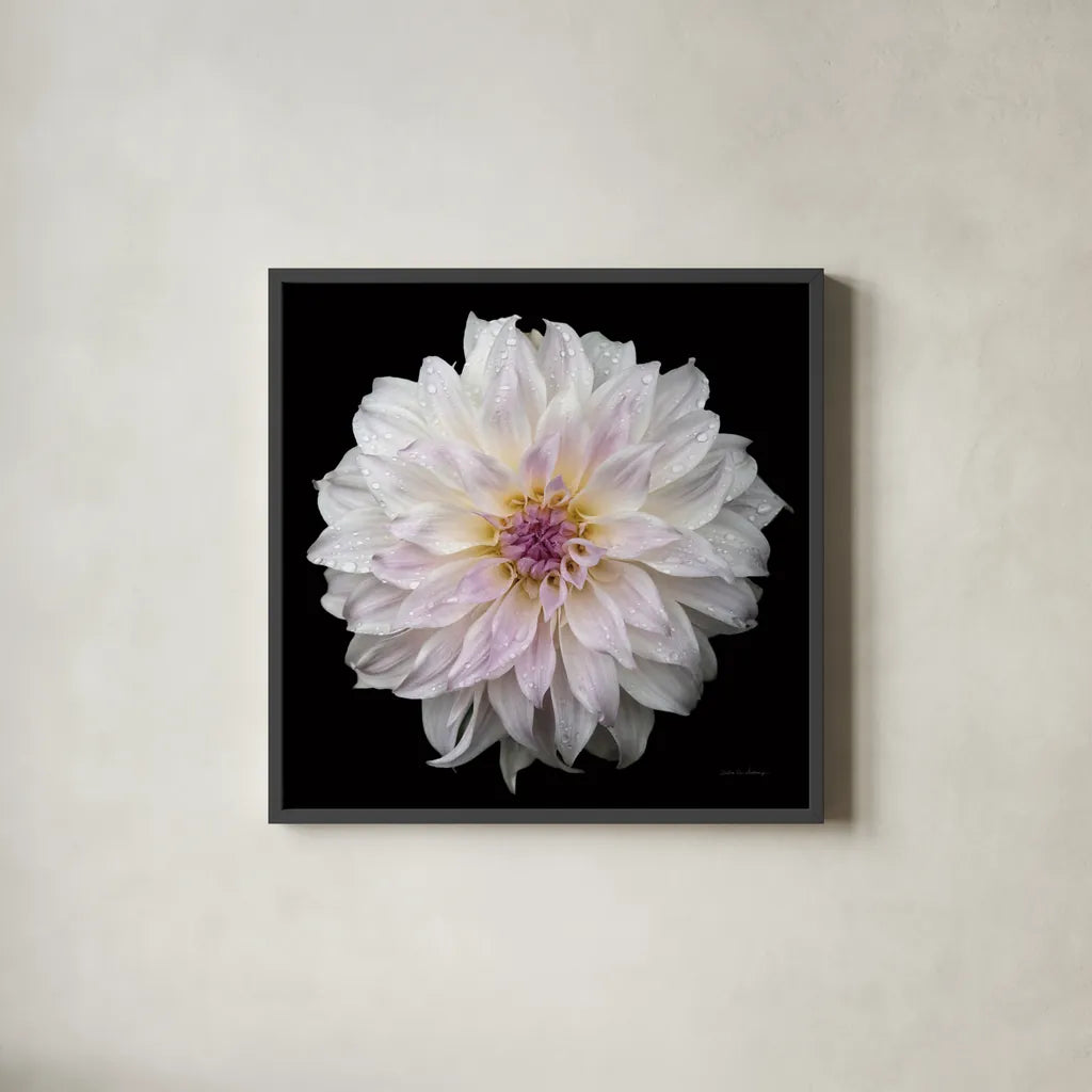 Dahlia IV by Debra Van Swearingen. Shown in a sleek black glass frame for a contemporary gallery look. Available as an archival giclee rolled canvas, fine art paper, or poster print. SKU 89719a.