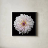 Dahlia IV by Debra Van Swearingen. Shown in a sleek black glass frame for a contemporary gallery look. Available as an archival giclee rolled canvas, fine art paper, or poster print. SKU 89719a.