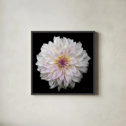 Dahlia IV by Debra Van Swearingen. Shown in a sleek black glass frame for a contemporary gallery look. Available as an archival giclee rolled canvas, fine art paper, or poster print. SKU 89719a.