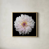 Dahlia IV by Debra Van Swearingen. Shown in a natural wood glass frame for a timeless modern aesthetic. Available as an archival giclee rolled canvas, fine art paper, or poster print. SKU 89719a.