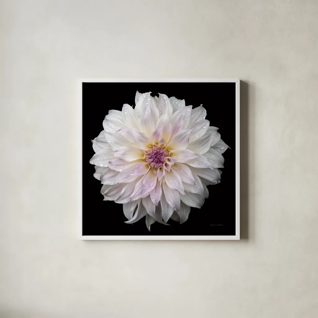 Dahlia IV by Debra Van Swearingen. Shown in a crisp white glass frame for a clean and minimalist style. Available as an archival giclee rolled canvas, fine art paper, or poster print. SKU 89719a.