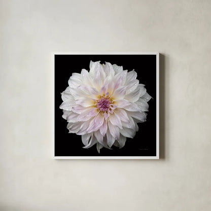 Dahlia IV by Debra Van Swearingen. Shown in a crisp white glass frame for a clean and minimalist style. Available as an archival giclee rolled canvas, fine art paper, or poster print. SKU 89719a.