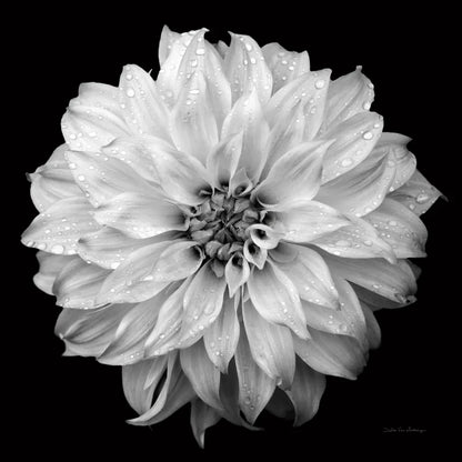 Dahlia IV BW by Debra Van Swearingen. SKU 89725a. Archival Giclee Fine art print for wall decor.
