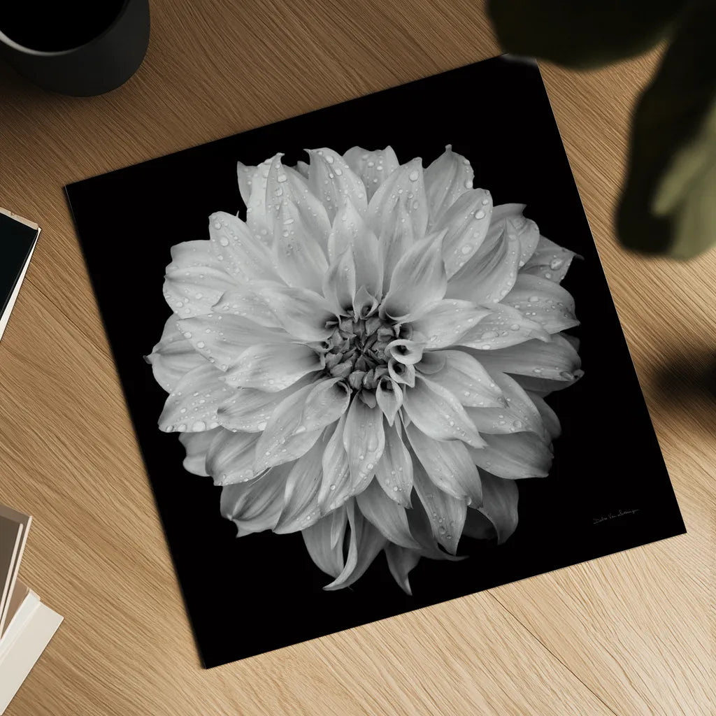 Dahlia IV BW by Debra Van Swearingen. Shown as a detailed flat fine art print, highlighting archival giclee quality. Available as an archival giclee rolled canvas, fine art paper, or poster print. SKU 89725a.