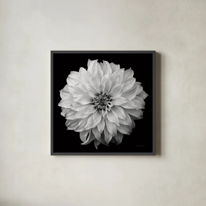 Dahlia IV BW by Debra Van Swearingen. Shown in a sleek black glass frame for a contemporary gallery look. Available as an archival giclee rolled canvas, fine art paper, or poster print. SKU 89725a.