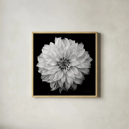 Dahlia IV BW by Debra Van Swearingen. Shown in a natural wood glass frame for a timeless modern aesthetic. Available as an archival giclee rolled canvas, fine art paper, or poster print. SKU 89725a.