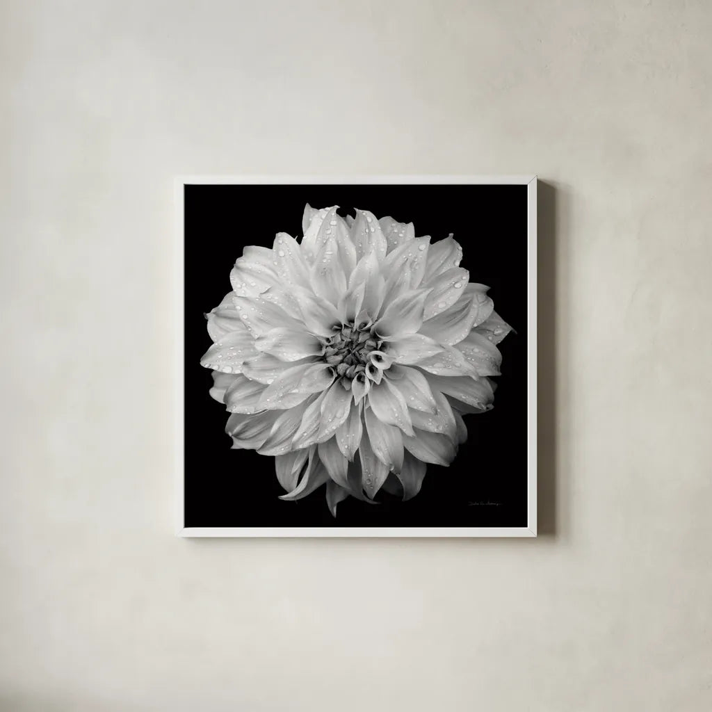 Dahlia IV BW by Debra Van Swearingen. Shown in a crisp white glass frame for a clean and minimalist style. Available as an archival giclee rolled canvas, fine art paper, or poster print. SKU 89725a.