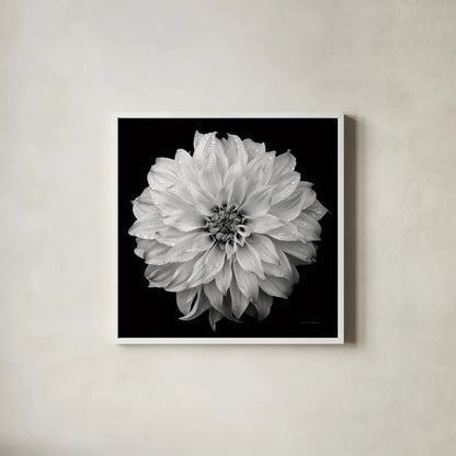 Dahlia IV BW by Debra Van Swearingen. Shown in a crisp white glass frame for a clean and minimalist style. Available as an archival giclee rolled canvas, fine art paper, or poster print. SKU 89725a.