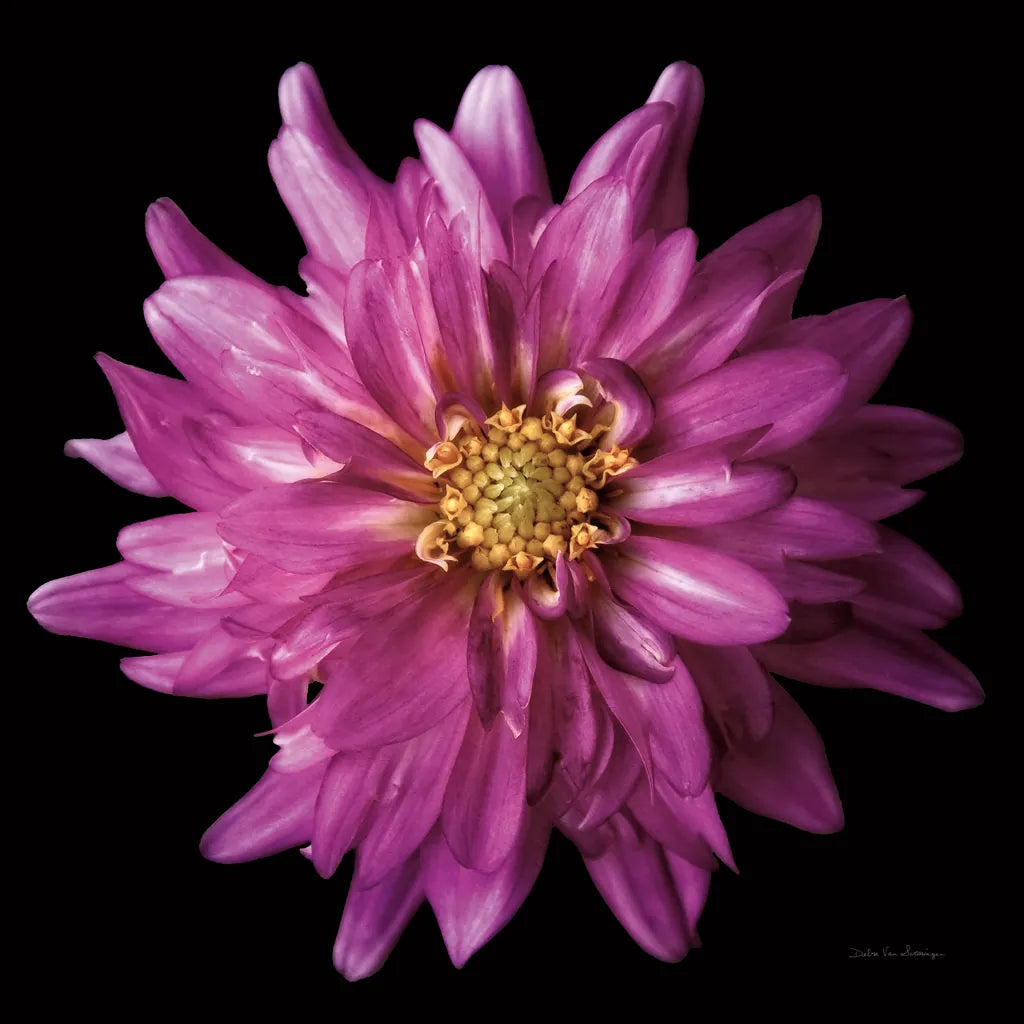 Dahlia V by Debra Van Swearingen. SKU 89720a. Archival Giclee Fine art print for wall decor.