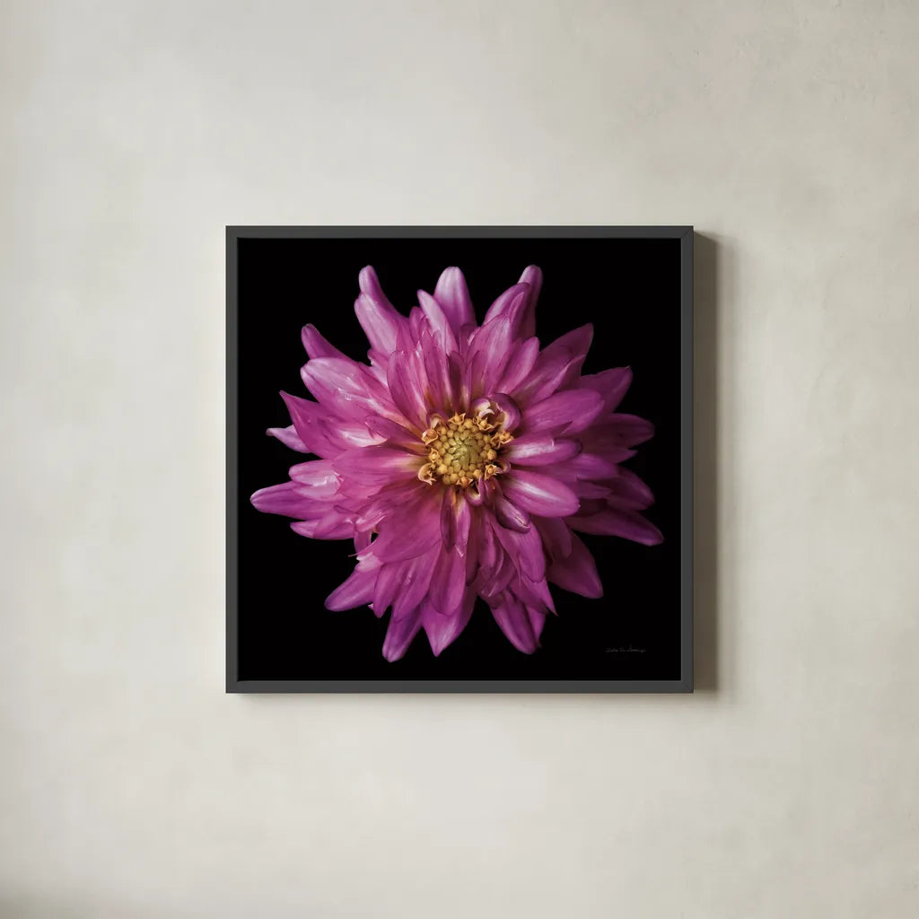 Dahlia V by Debra Van Swearingen. Shown in a sleek black glass frame for a contemporary gallery look. Available as an archival giclee rolled canvas, fine art paper, or poster print. SKU 89720a.