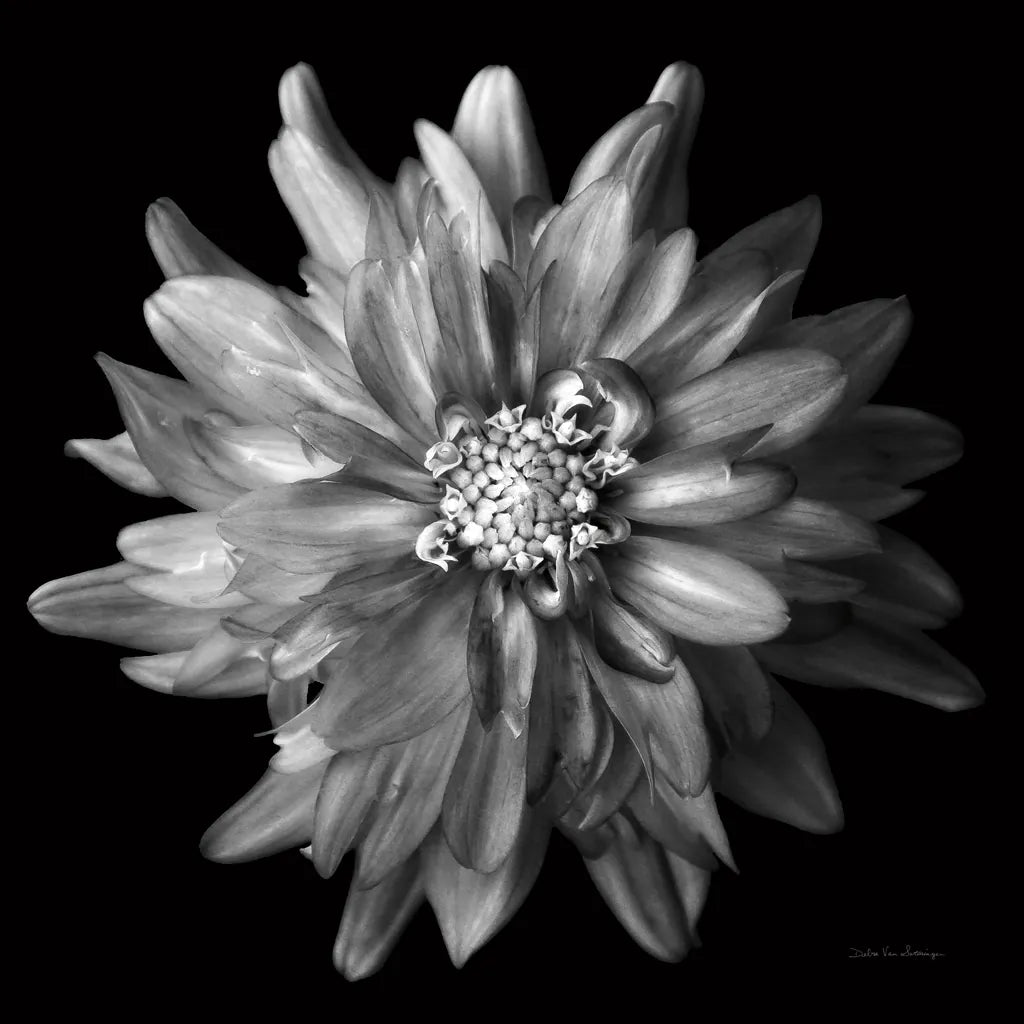 Dahlia V BW by Debra Van Swearingen. SKU 89726a. Archival Giclee Fine art print for wall decor.