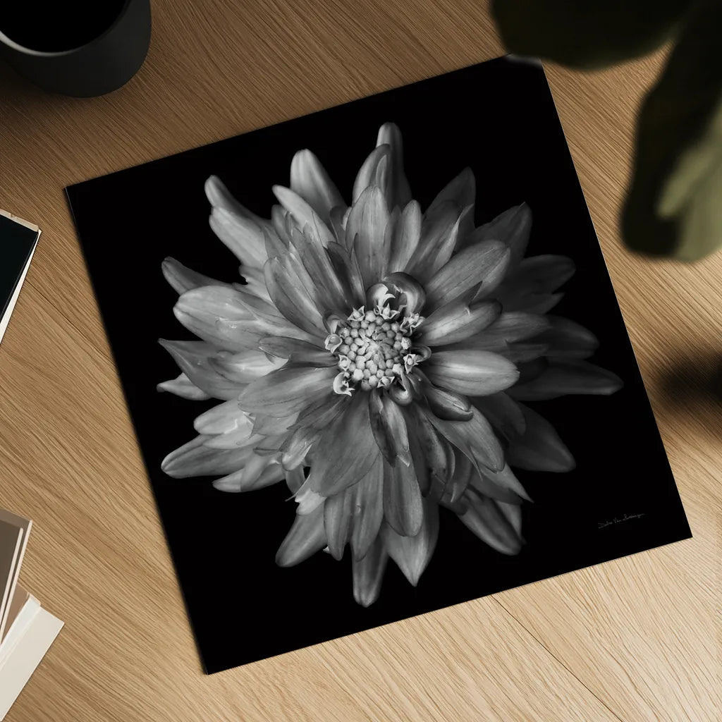 Dahlia V BW by Debra Van Swearingen. Shown as a detailed flat fine art print, highlighting archival giclee quality. Available as an archival giclee rolled canvas, fine art paper, or poster print. SKU 89726a.