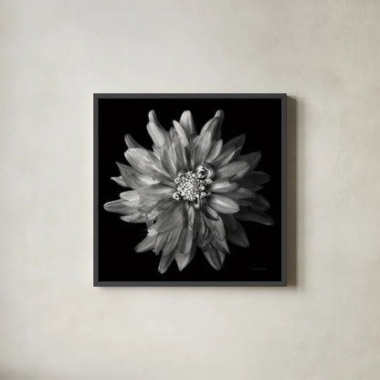 Dahlia V BW by Debra Van Swearingen. Shown in a sleek black glass frame for a contemporary gallery look. Available as an archival giclee rolled canvas, fine art paper, or poster print. SKU 89726a.