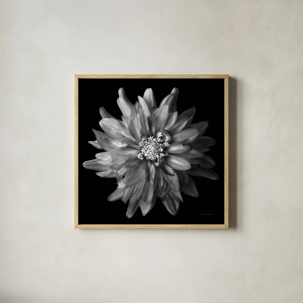 Dahlia V BW by Debra Van Swearingen. Shown in a natural wood glass frame for a timeless modern aesthetic. Available as an archival giclee rolled canvas, fine art paper, or poster print. SKU 89726a.