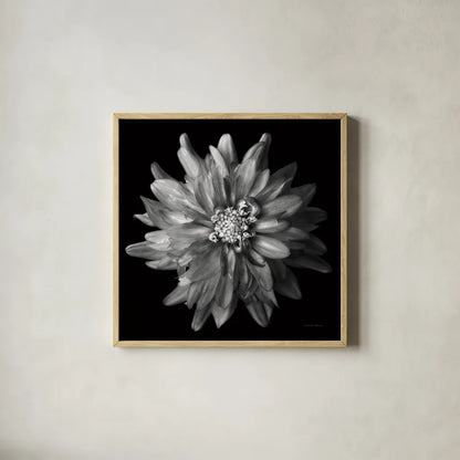 Dahlia V BW by Debra Van Swearingen. Shown in a natural wood glass frame for a timeless modern aesthetic. Available as an archival giclee rolled canvas, fine art paper, or poster print. SKU 89726a.