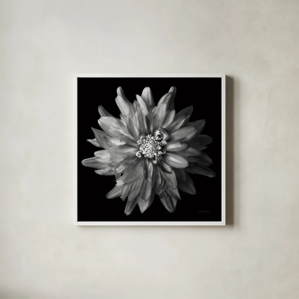 Dahlia V BW by Debra Van Swearingen. Shown in a crisp white glass frame for a clean and minimalist style. Available as an archival giclee rolled canvas, fine art paper, or poster print. SKU 89726a.