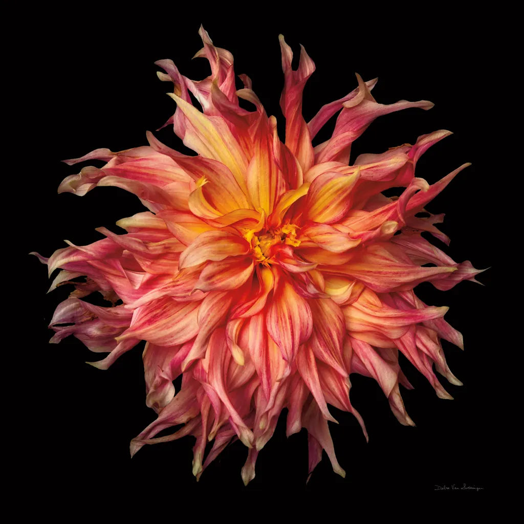 Dahlia VI by Debra Van Swearingen. SKU 89721a. Archival Giclee Fine art print for wall decor.