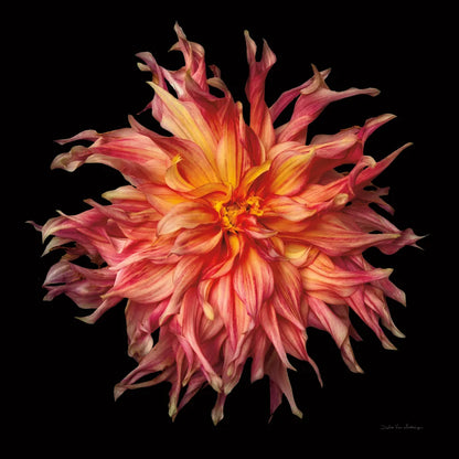 Dahlia VI by Debra Van Swearingen. SKU 89721a. Archival Giclee Fine art print for wall decor.