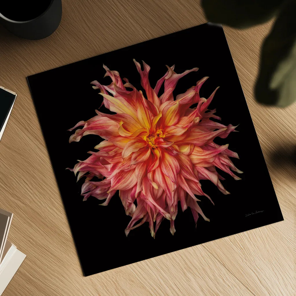 Dahlia VI by Debra Van Swearingen. Shown as a detailed flat fine art print, highlighting archival giclee quality. Available as an archival giclee rolled canvas, fine art paper, or poster print. SKU 89721a.