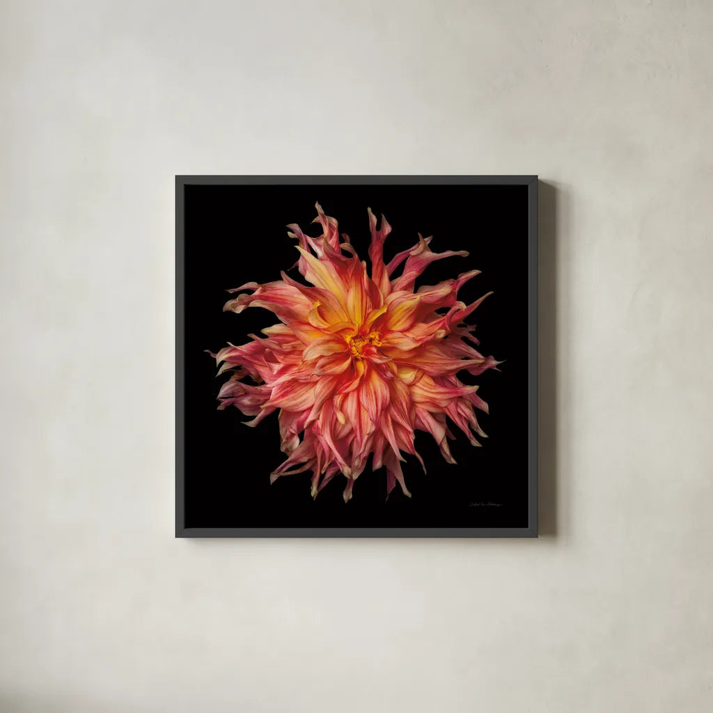 Dahlia VI by Debra Van Swearingen. Shown in a sleek black glass frame for a contemporary gallery look. Available as an archival giclee rolled canvas, fine art paper, or poster print. SKU 89721a.