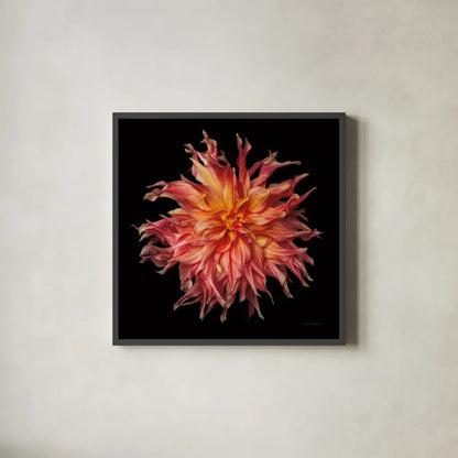 Dahlia VI by Debra Van Swearingen. Shown in a sleek black glass frame for a contemporary gallery look. Available as an archival giclee rolled canvas, fine art paper, or poster print. SKU 89721a.