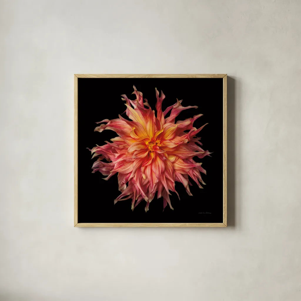 Dahlia VI by Debra Van Swearingen. Shown in a natural wood glass frame for a timeless modern aesthetic. Available as an archival giclee rolled canvas, fine art paper, or poster print. SKU 89721a.