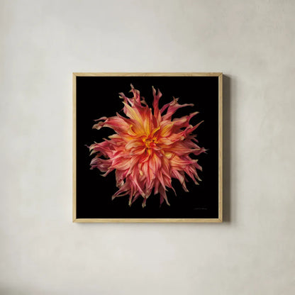 Dahlia VI by Debra Van Swearingen. Shown in a natural wood glass frame for a timeless modern aesthetic. Available as an archival giclee rolled canvas, fine art paper, or poster print. SKU 89721a.