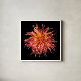 Dahlia VI by Debra Van Swearingen. Shown in a crisp white glass frame for a clean and minimalist style. Available as an archival giclee rolled canvas, fine art paper, or poster print. SKU 89721a.