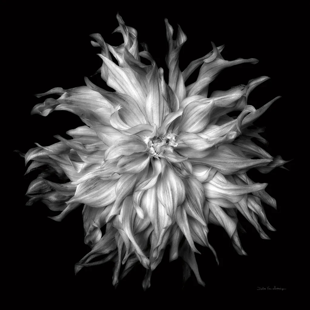 Dahlia VI BW by Debra Van Swearingen. SKU 89727a. Archival Giclee Fine art print for wall decor.