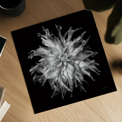 Dahlia VI BW by Debra Van Swearingen. Shown as a detailed flat fine art print, highlighting archival giclee quality. Available as an archival giclee rolled canvas, fine art paper, or poster print. SKU 89727a.