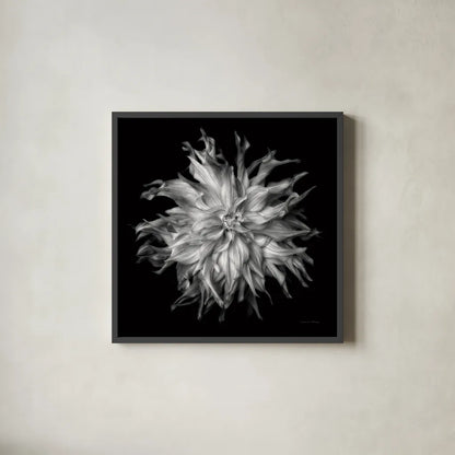 Dahlia VI BW by Debra Van Swearingen. Shown in a sleek black glass frame for a contemporary gallery look. Available as an archival giclee rolled canvas, fine art paper, or poster print. SKU 89727a.