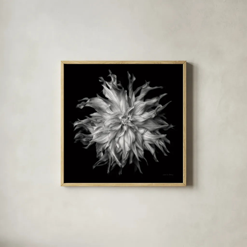 Dahlia VI BW by Debra Van Swearingen. Shown in a natural wood glass frame for a timeless modern aesthetic. Available as an archival giclee rolled canvas, fine art paper, or poster print. SKU 89727a.