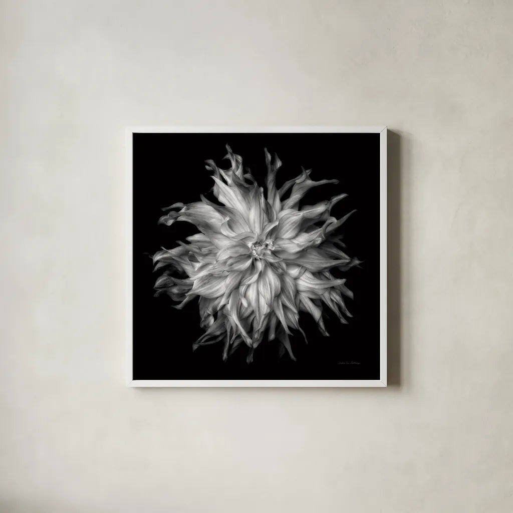 Dahlia VI BW by Debra Van Swearingen. Shown in a crisp white glass frame for a clean and minimalist style. Available as an archival giclee rolled canvas, fine art paper, or poster print. SKU 89727a.